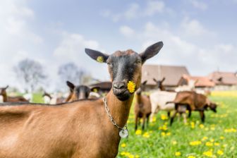 Achat Le Petit Chevrier · Lait de chèvre • Migros